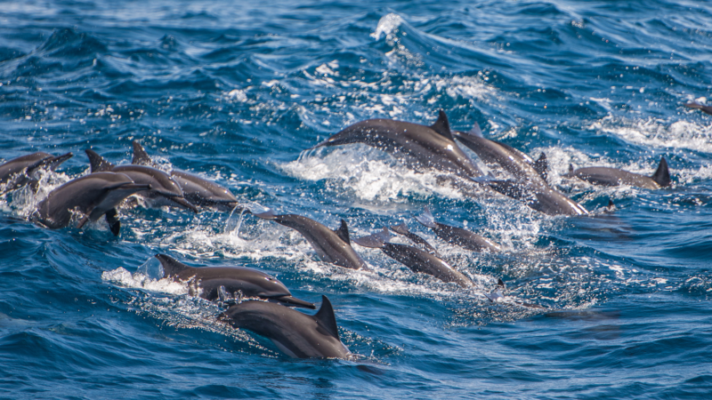 Marine Mammal Interaction Guidelines